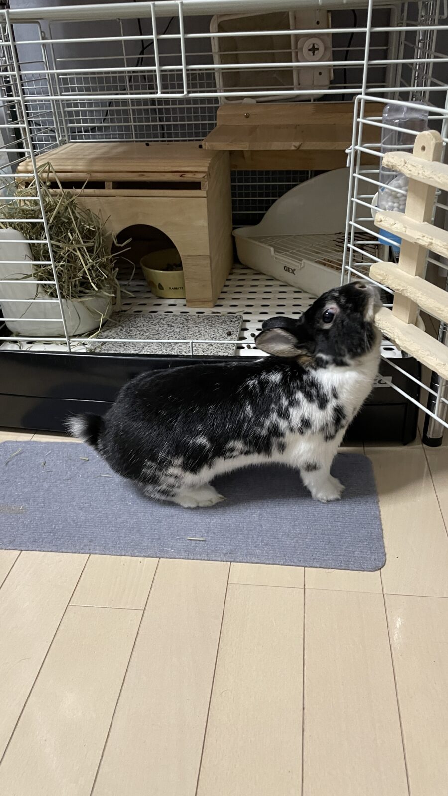 🐇ぴょんぴょんぴょん☺️