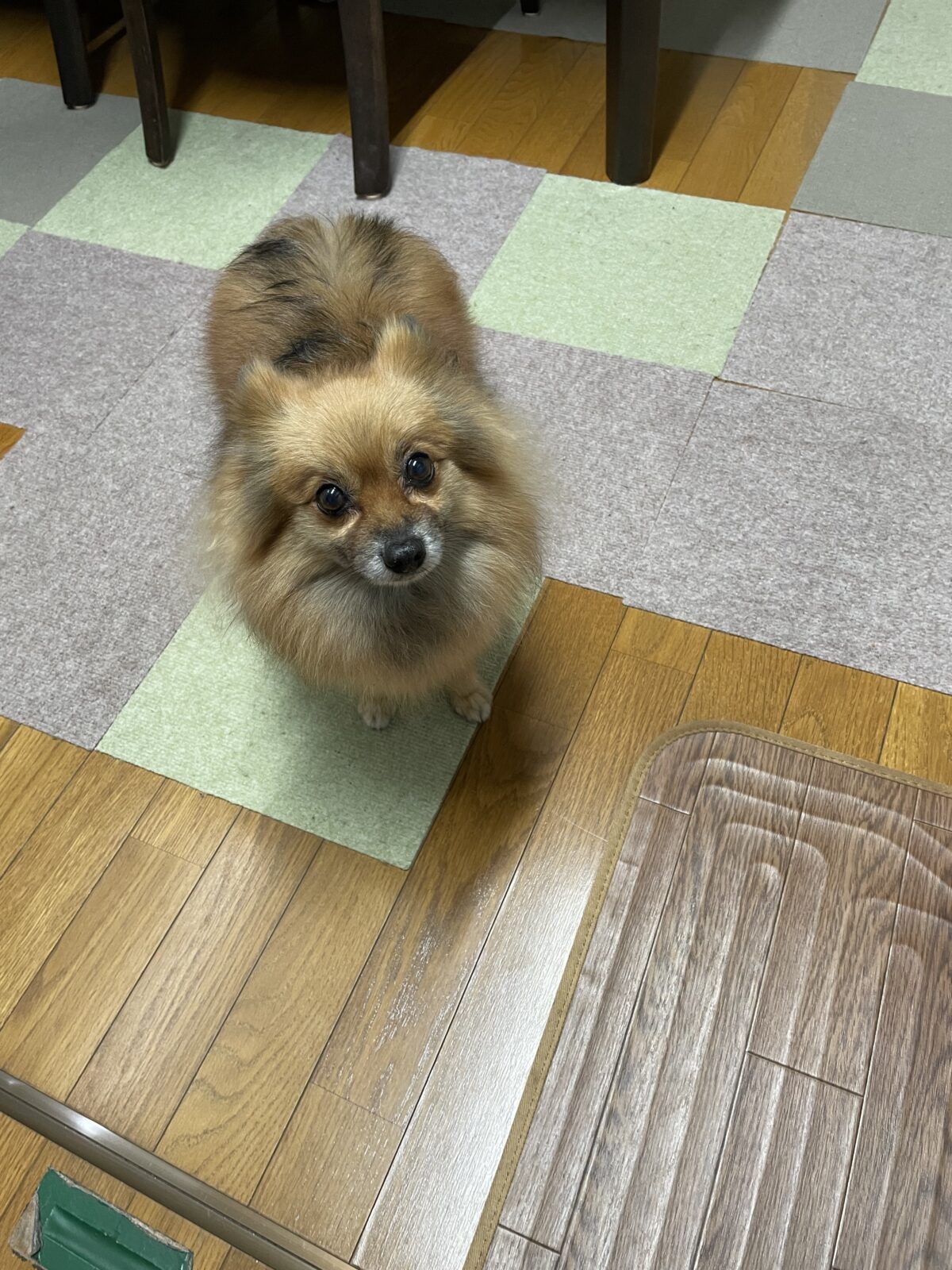 【船橋市】すみれちゃんのお世話報告