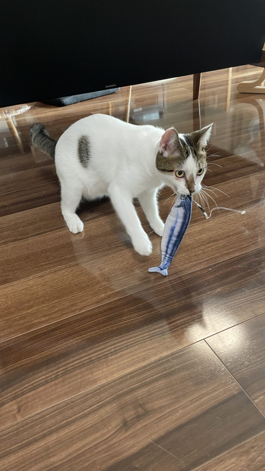 🐱初めましてのお友達✨前半編