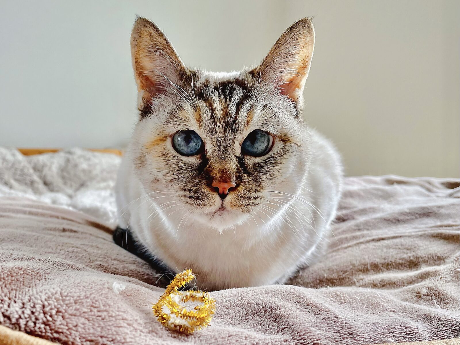 京都市 西京区 白茶の猫ちゃん