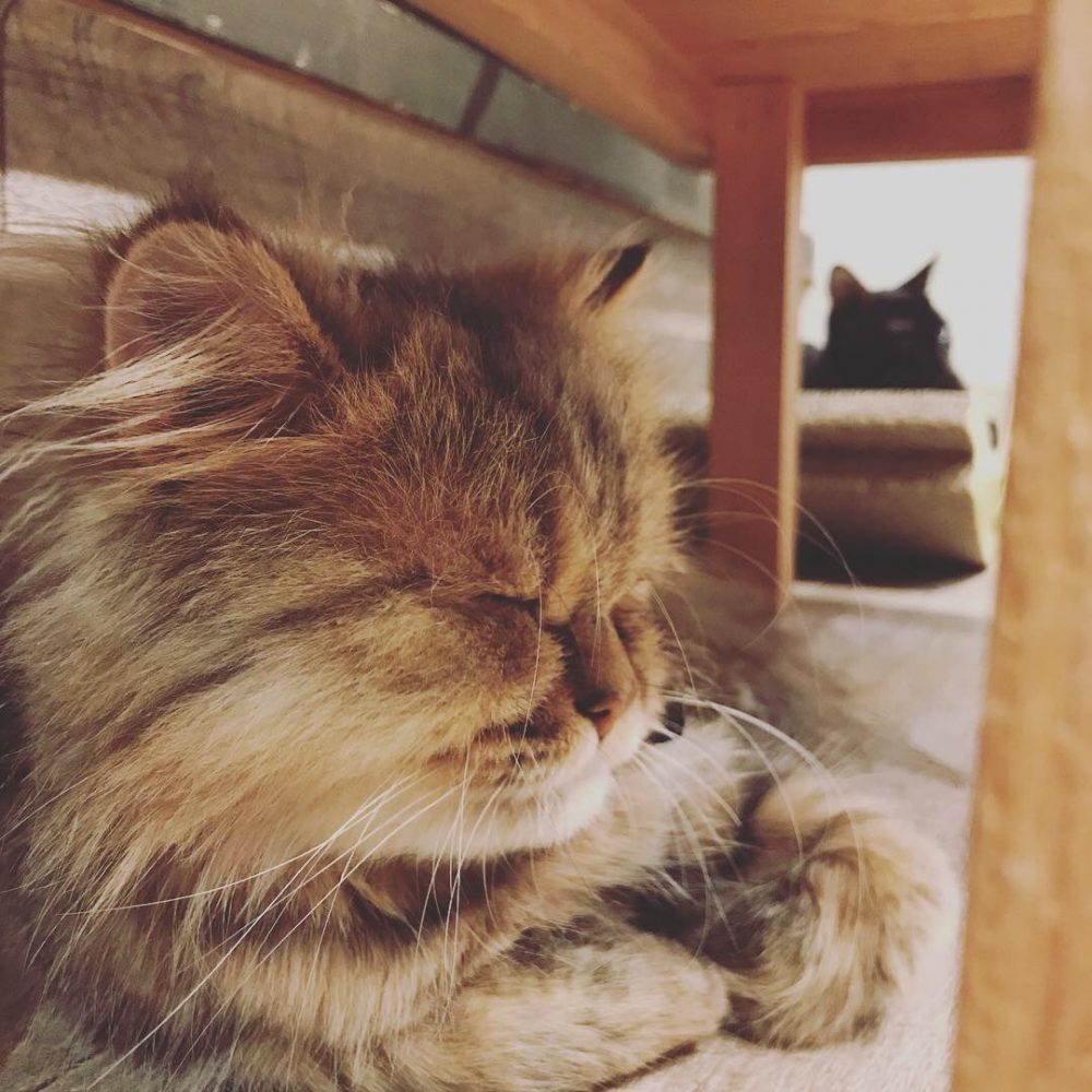 船橋近辺を中心にペットシッターを開業して早いものでOPENより6か月が起ちました。