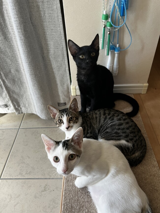 ペットシッター　箕面市　猫のはなちゃん、まろちゃん、るいくん、たけおくん、まさしくん、のりおちゃん