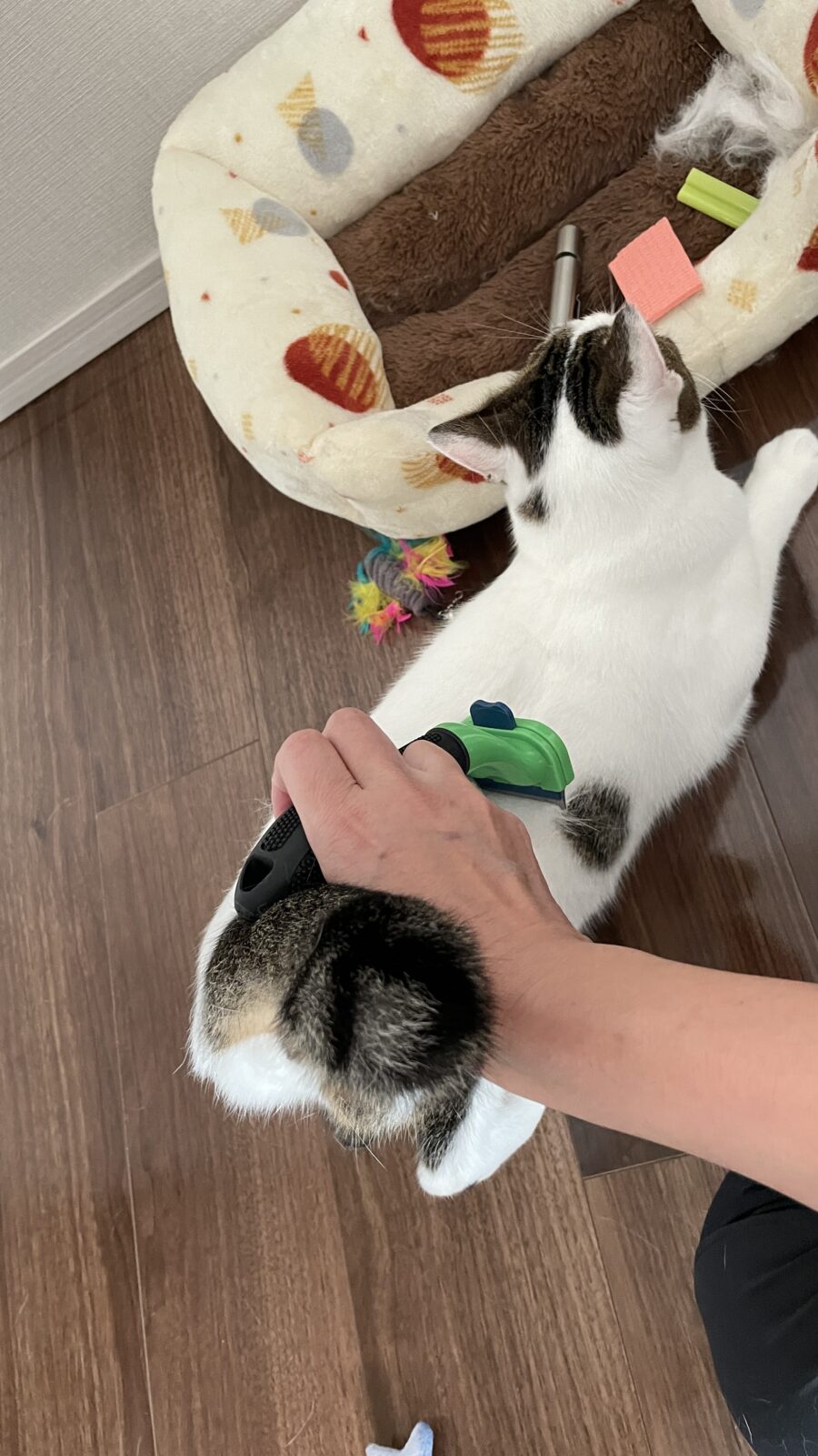 🐱初めてのお友達後編🐱