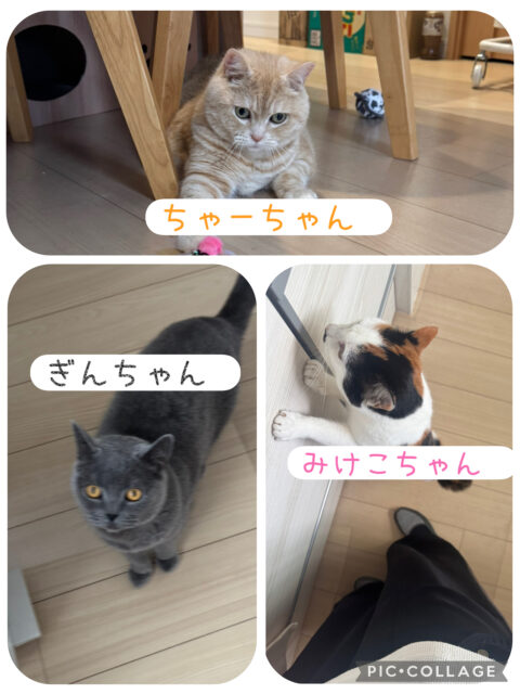 習志野市　ちゃーちゃん・ぎんちゃん・みけちゃんのお世話