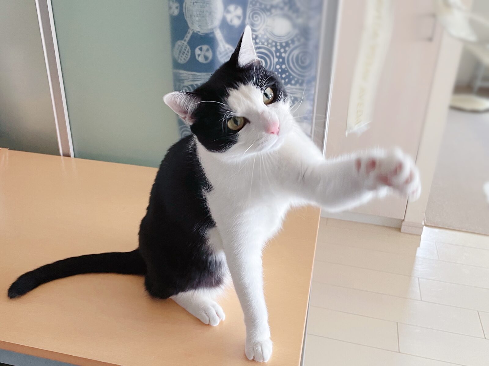 京都市 下京区 2匹の黒白猫ちゃん