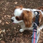 お散歩  楽しいね〜🐾🐾