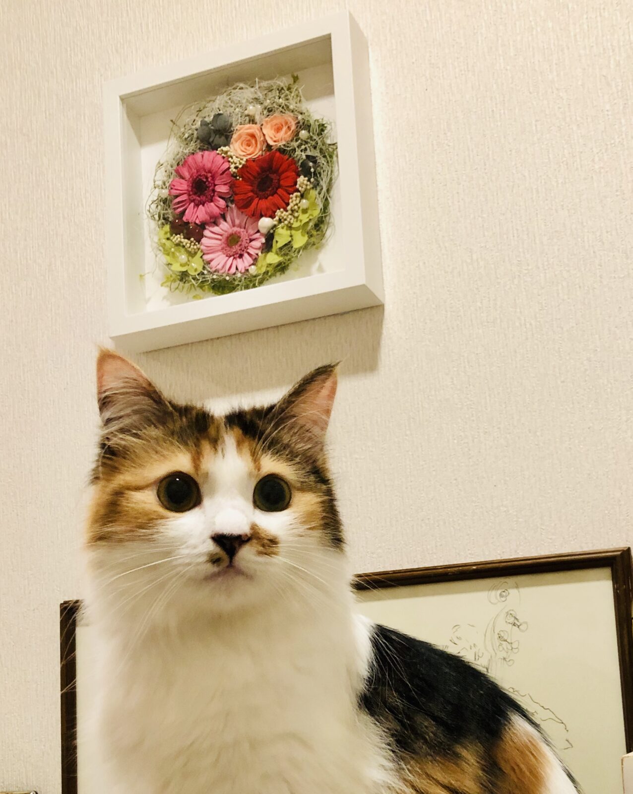 ねこの豆千代 アラート音に反応