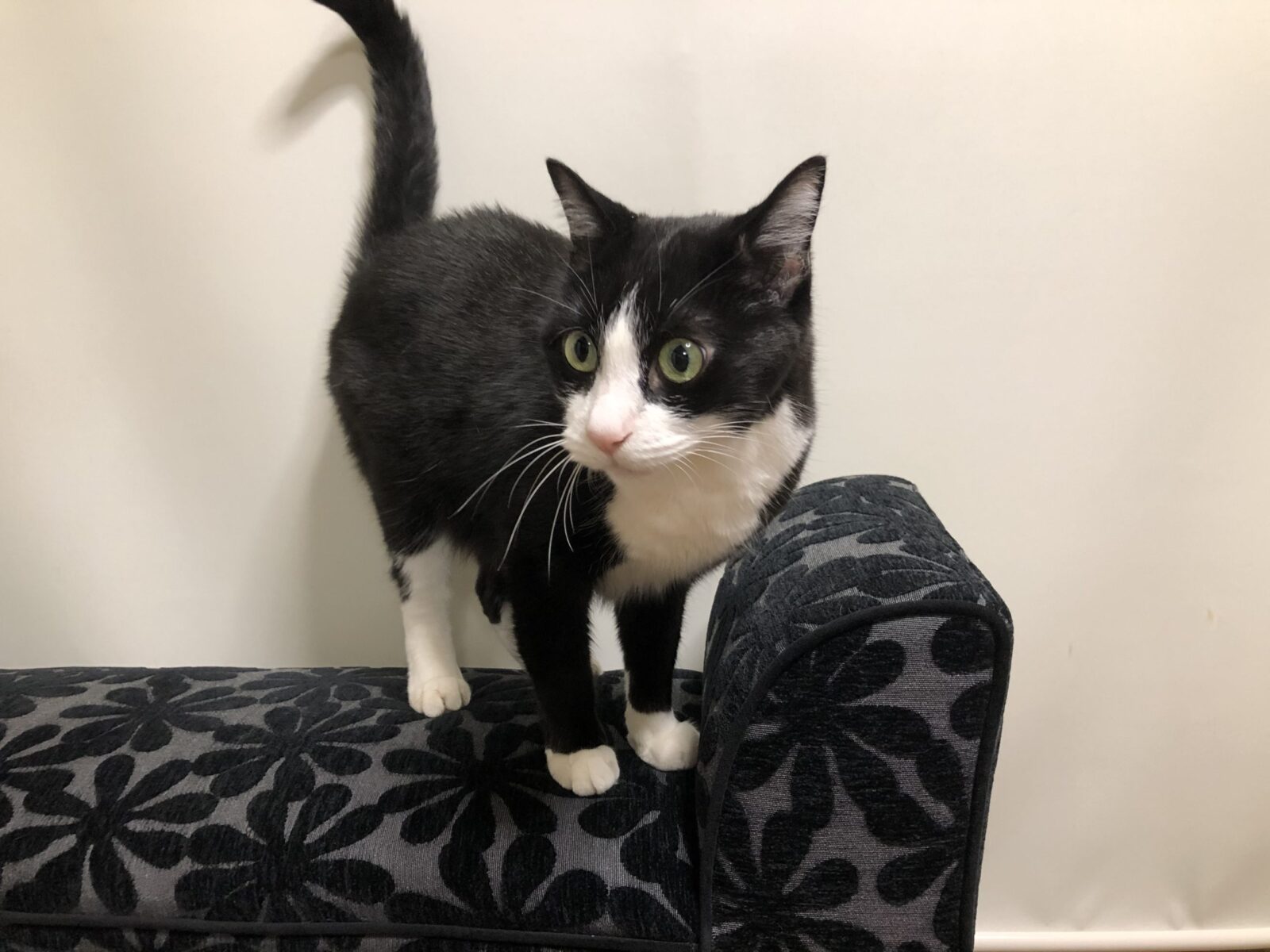 白黒ハチワレの猫 エンちゃん