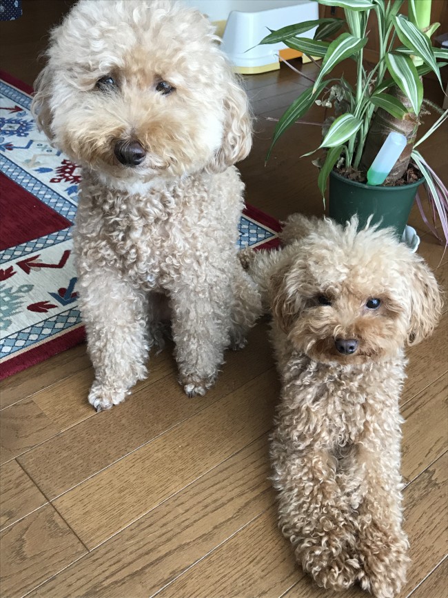 ビフォーアフター