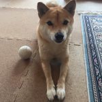 今日のクライアントさん🐾