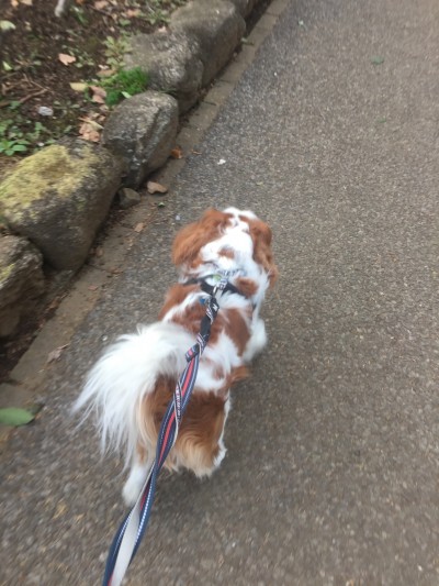 港北区ペットシッター　猫ちゃんのお世話