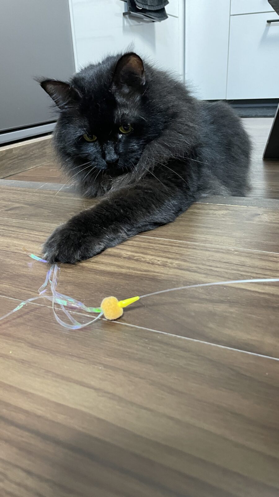 😺ふわふわもこもこちゃん☺️