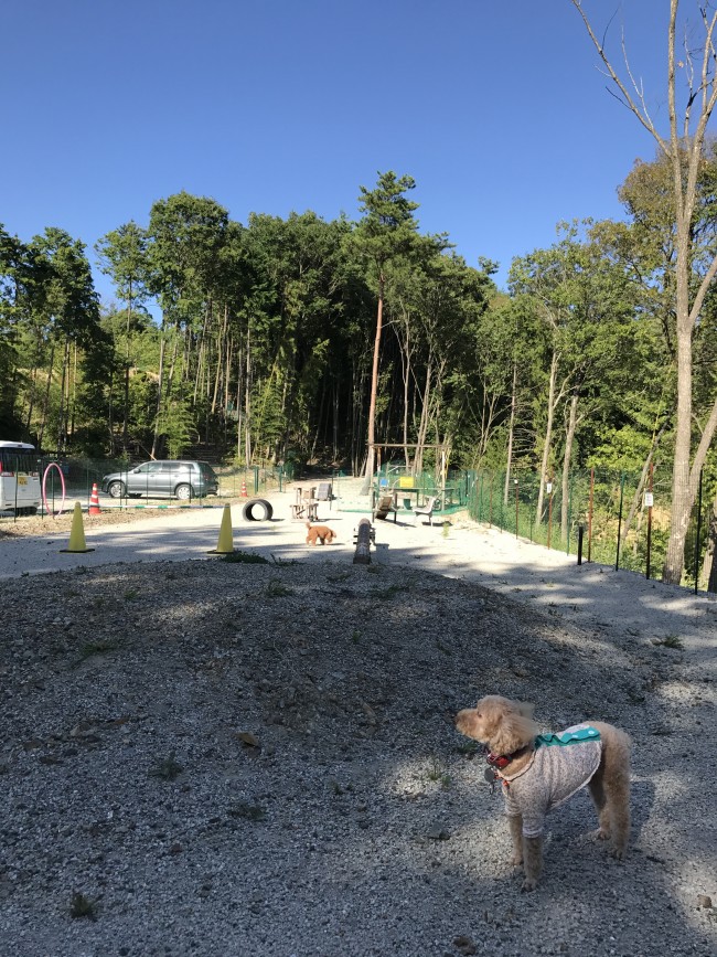 大阪　茨木市　ドッグラン