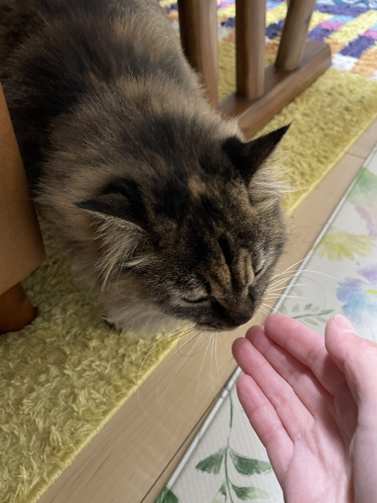 【習志野市】くれはちゃん、しのぶくんのお世話報告