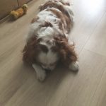 癒されますね〜🌸