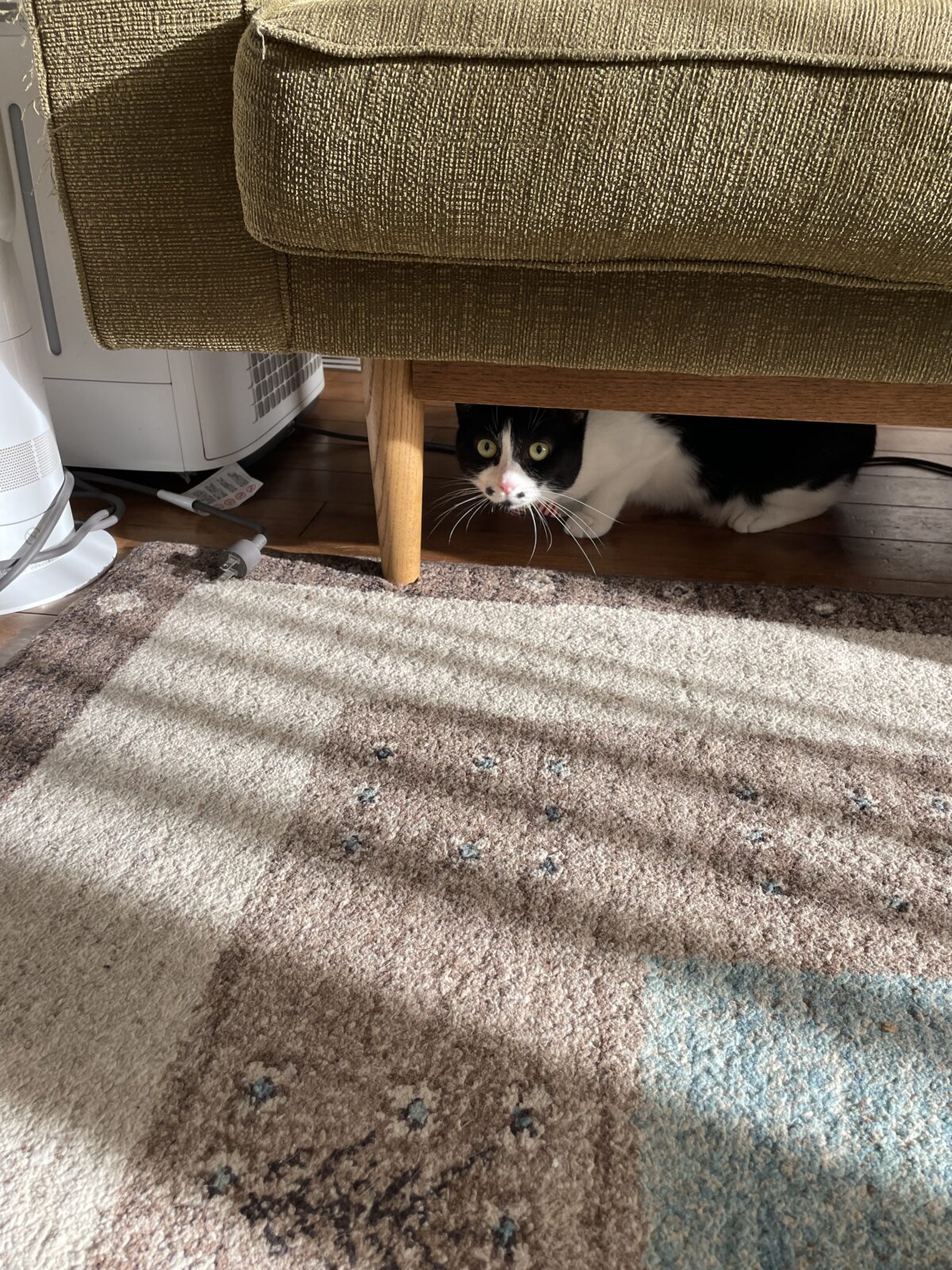 まめくんとふくくんのお世話報告