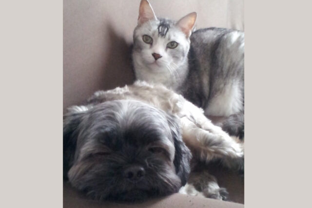 神奈川県綾瀬市のTAN TAN⭐︎ペットのいつもをサポート