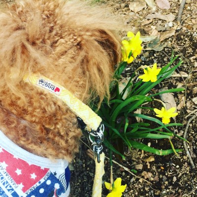 パトロール🐩🐾