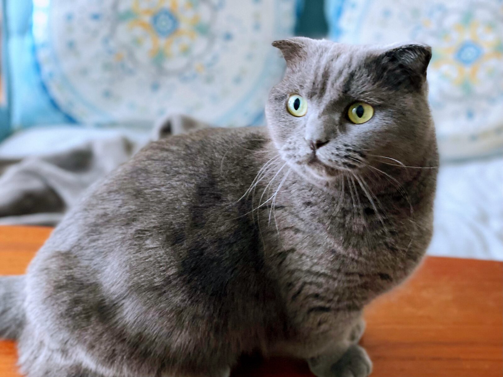 京都市 下京区 マンチカンの猫ちゃん