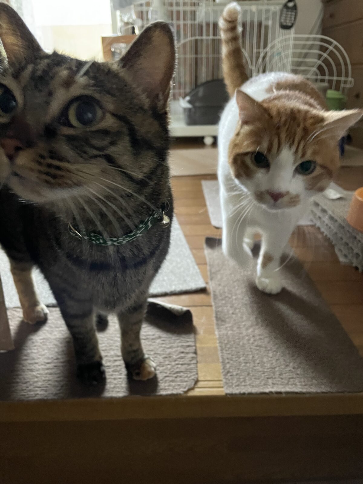 【船橋市】デカプリオくんとアリスちゃんのお世話報告