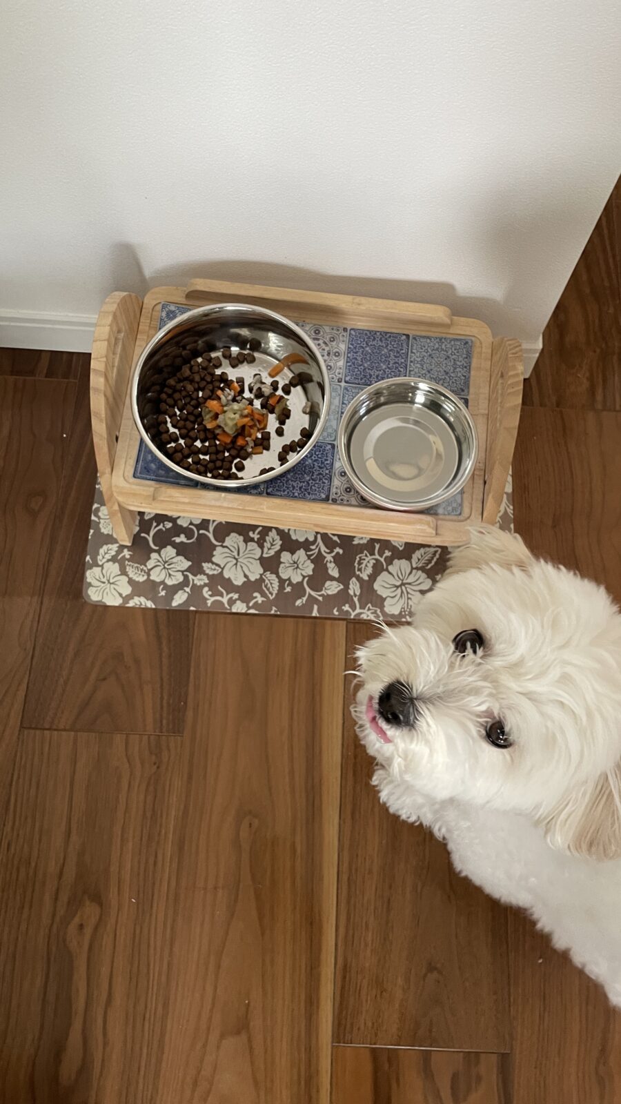 🐕元気いっぱい😁