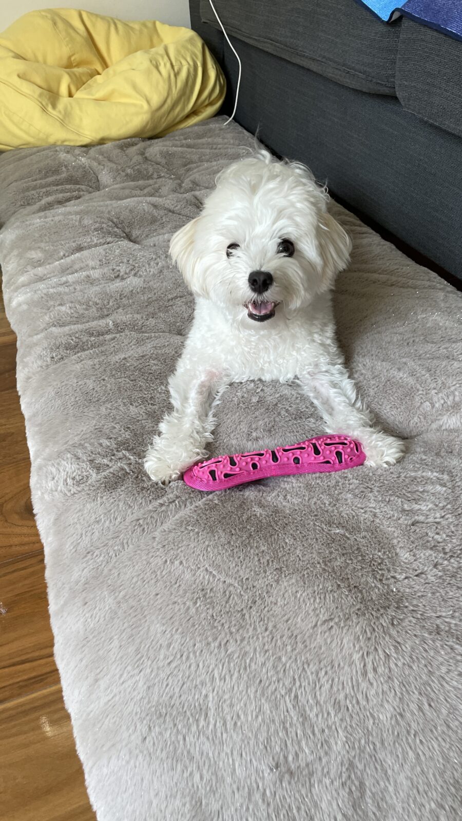 ペットシッター 吹田市 ノルウェージャンフォレストキャットのギガくん