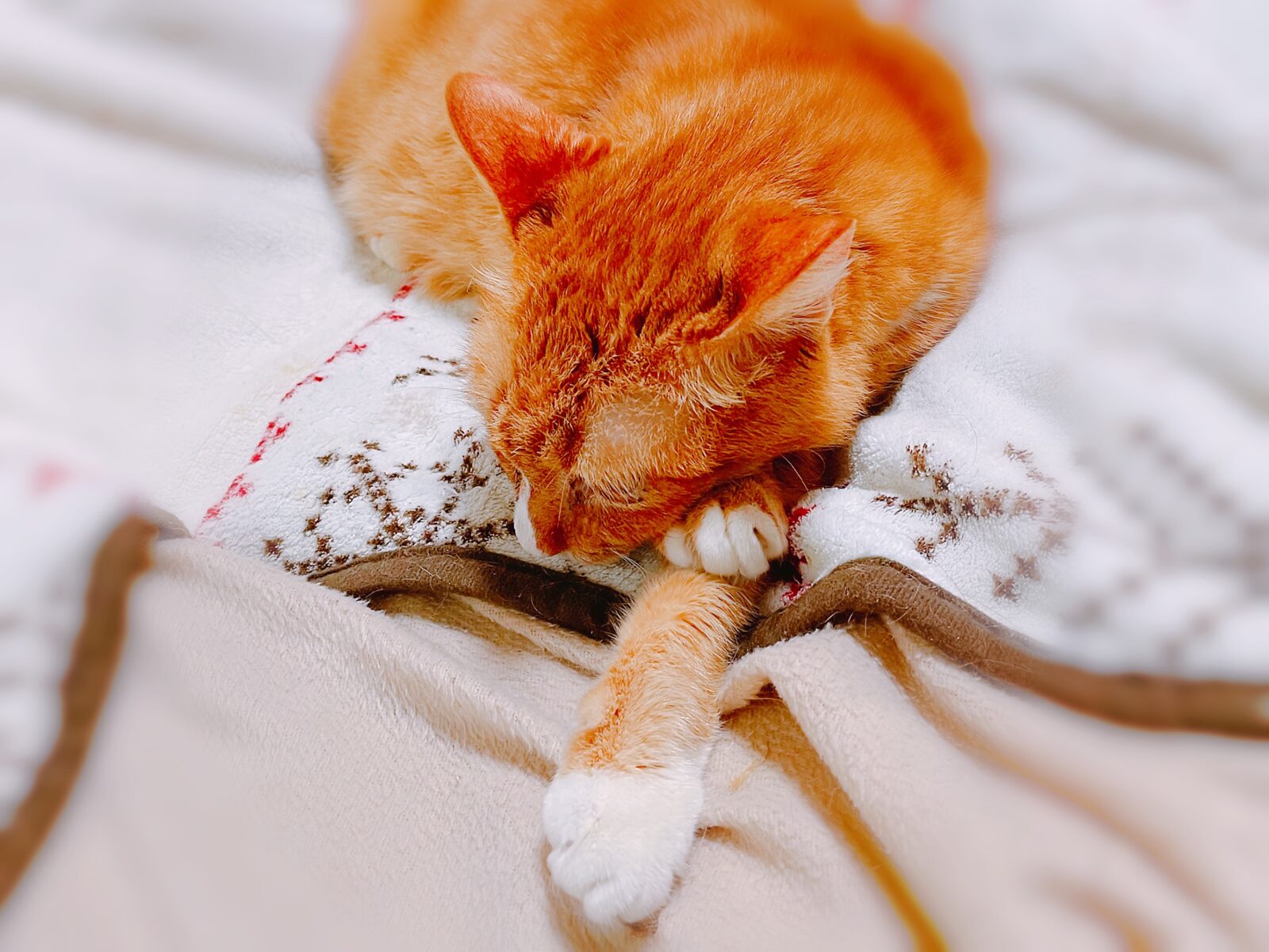 京都 長岡京 7匹の猫ちゃん