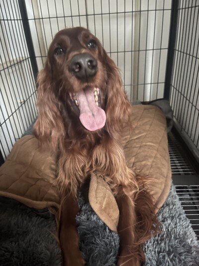 大型犬のお世話