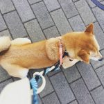 先日の連休〜〜🌸