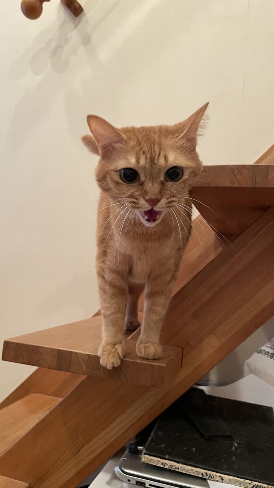 😺親子ニャンコ✨