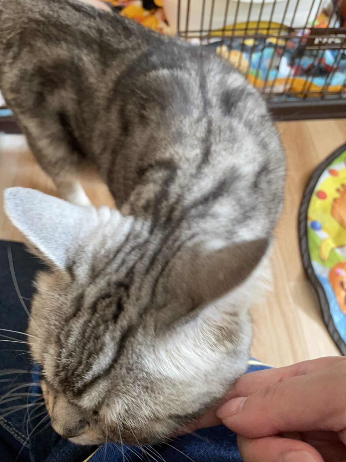 🐱仲良くなれたかな🐱