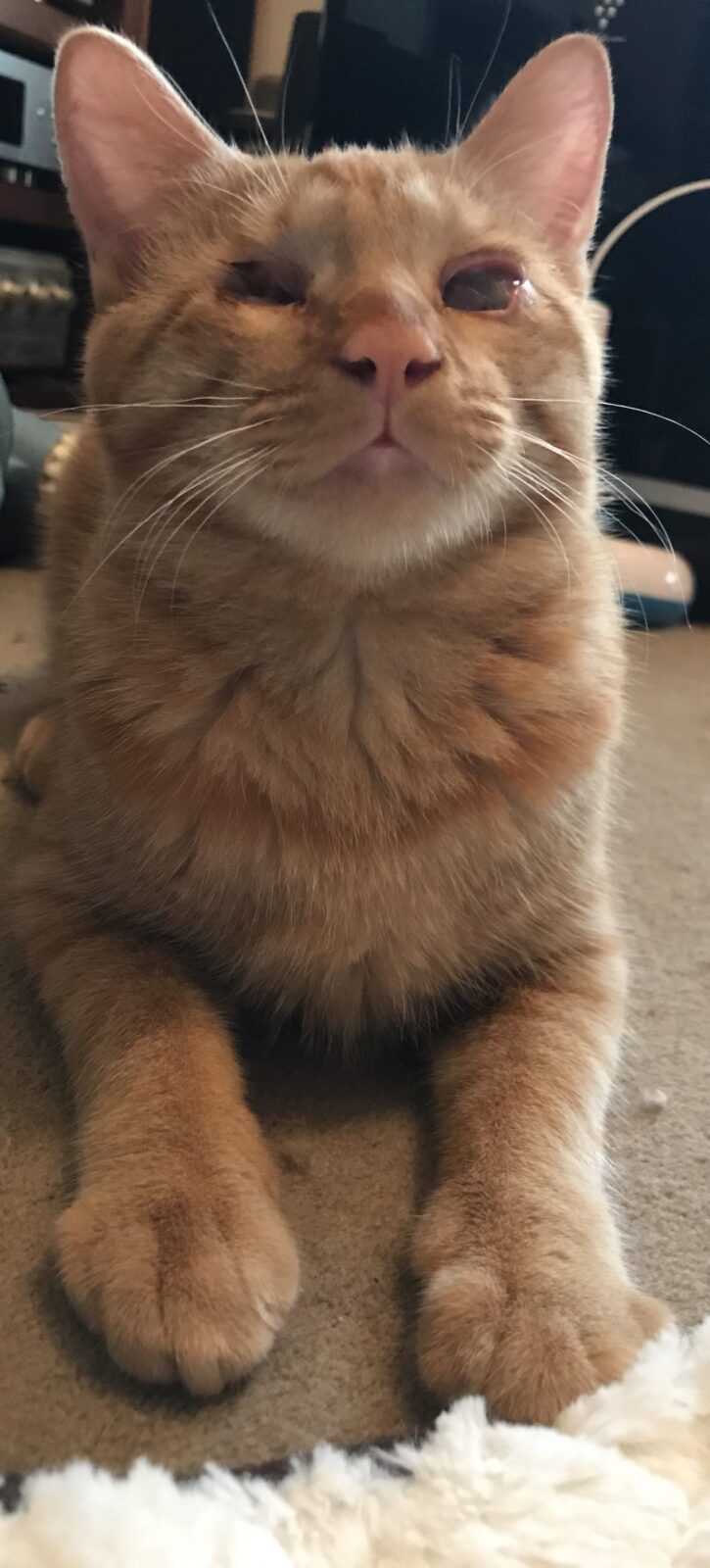 八千代市から盲目にゃんこのモラン君と遊び盛りのはち君