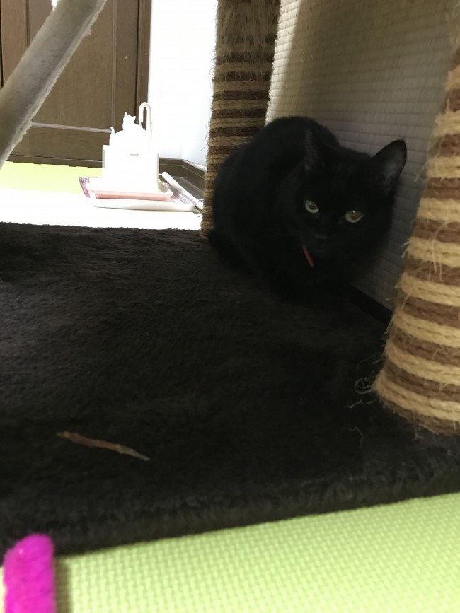 ペットホテル　箕面　猫　ルナちゃん