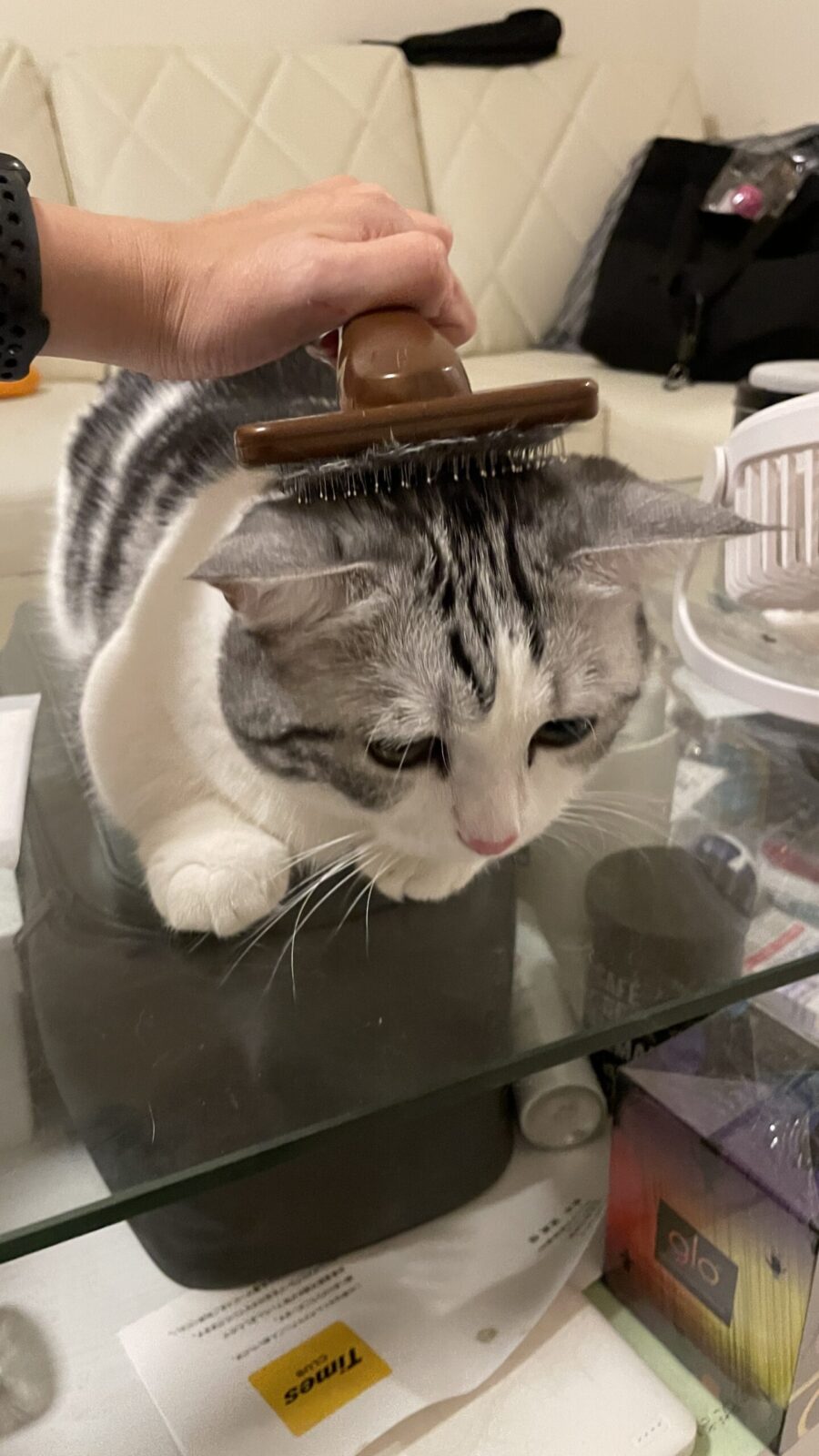 🐱いつも仲良し🐱