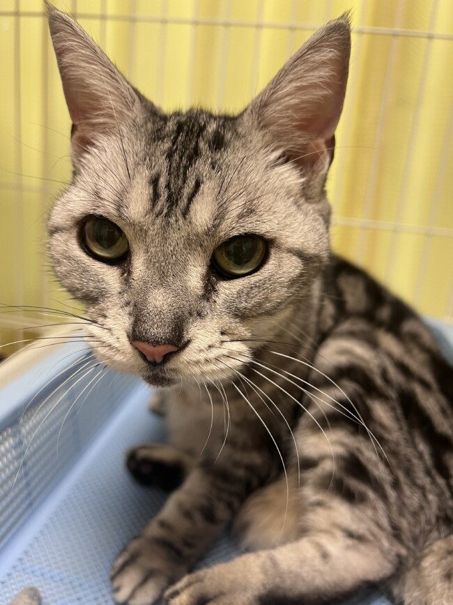 ペットホテル　アメリカンショートヘアのとめちゃん　スコティッシュフォールドのサツキくん