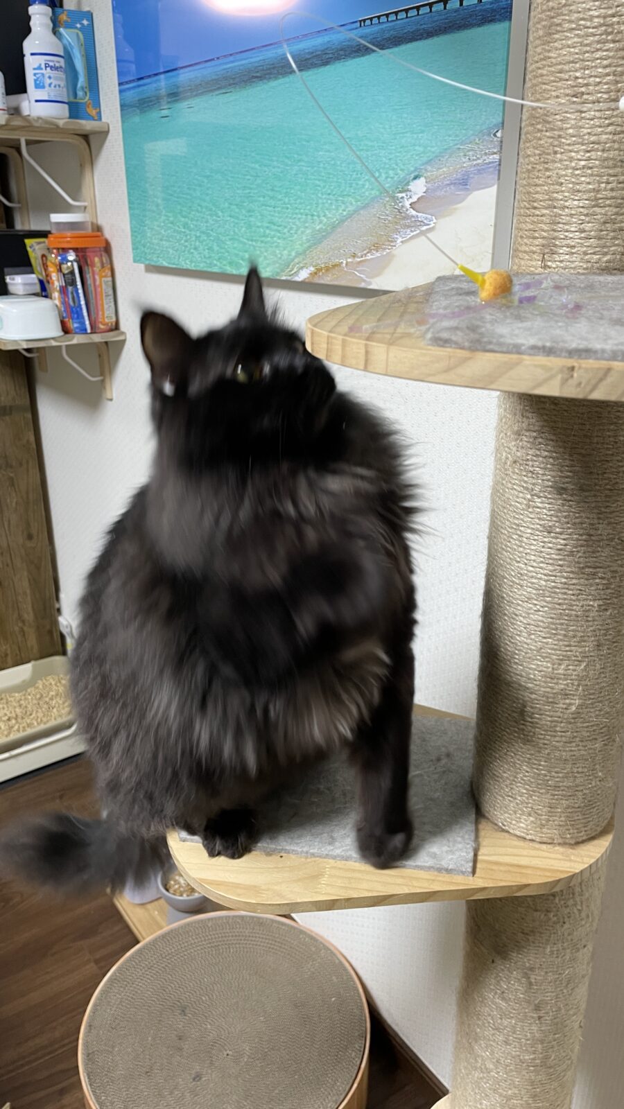 😺まん丸お目目が可愛いね❤️