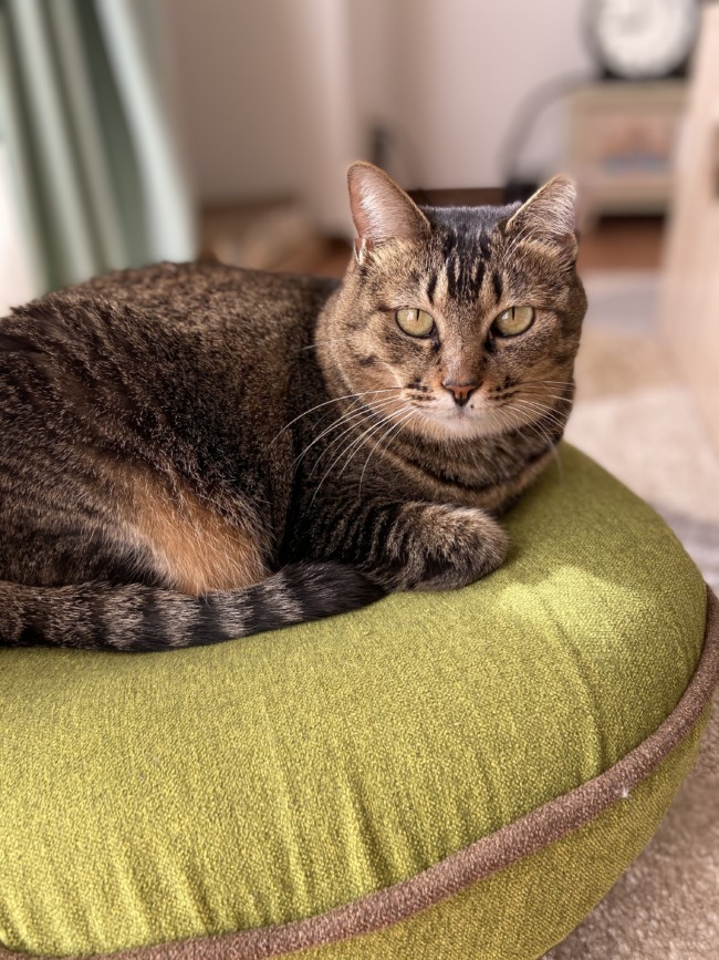 ペットシッター　箕面市　猫ちゃんのふくちゃんともぐくん