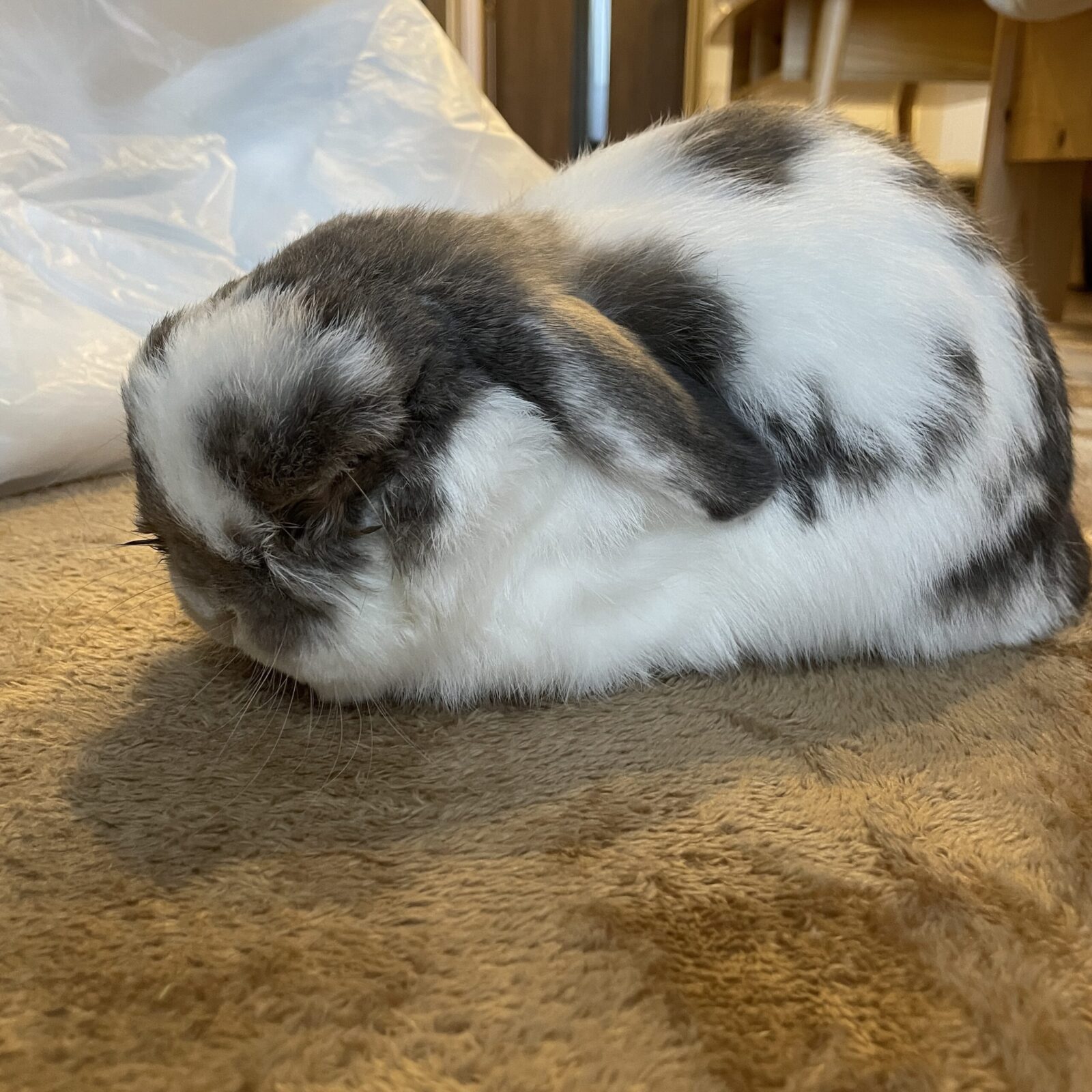 😺ささみ美味しかったね☺️