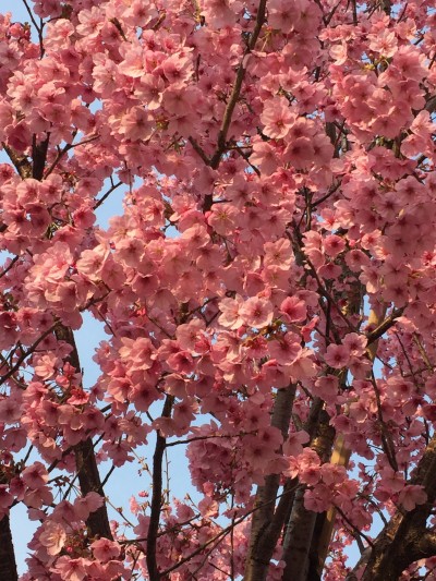 今日も🎶🎶🎶