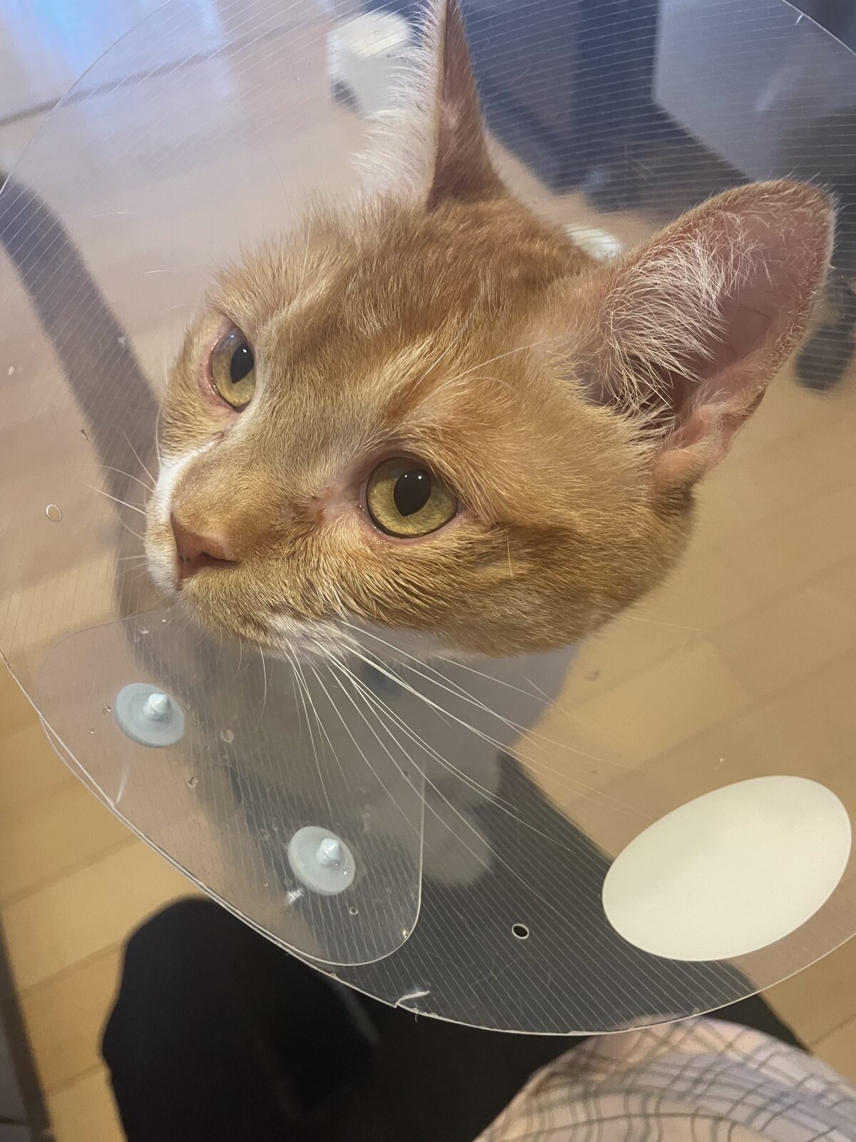 【千葉市・猫】ずずくん、じじちゃん、でで丸ちゃんのお世話報告