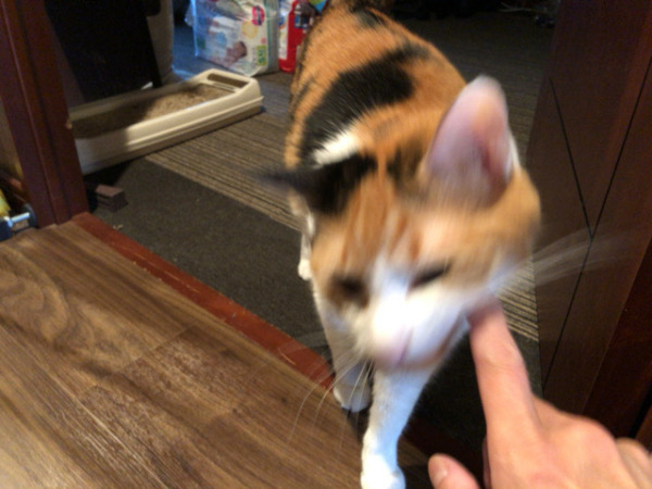 佐倉市より お久しぶりのたらちゃんです。