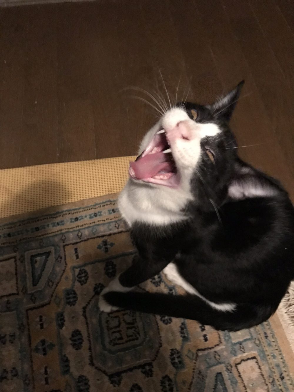 八千代市から盲目のモラン君とはちわれのはち君の元気兄弟のお留守番♪