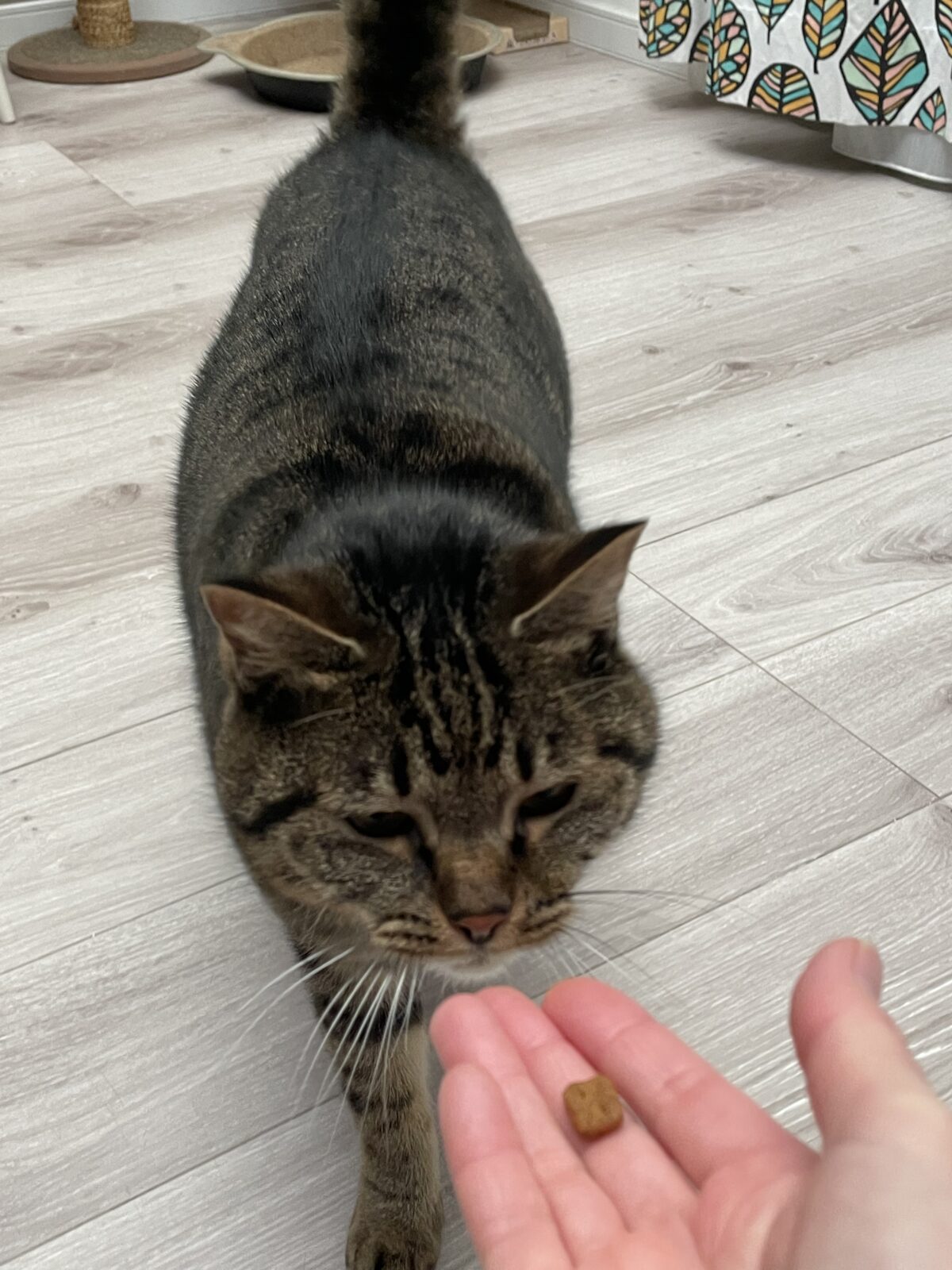 【習志野市】しいちゃんとまいちゃんのお世話報告