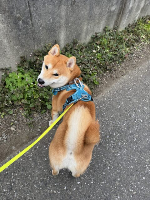 【犬の散歩代行】チャチャくんとお散歩の様子