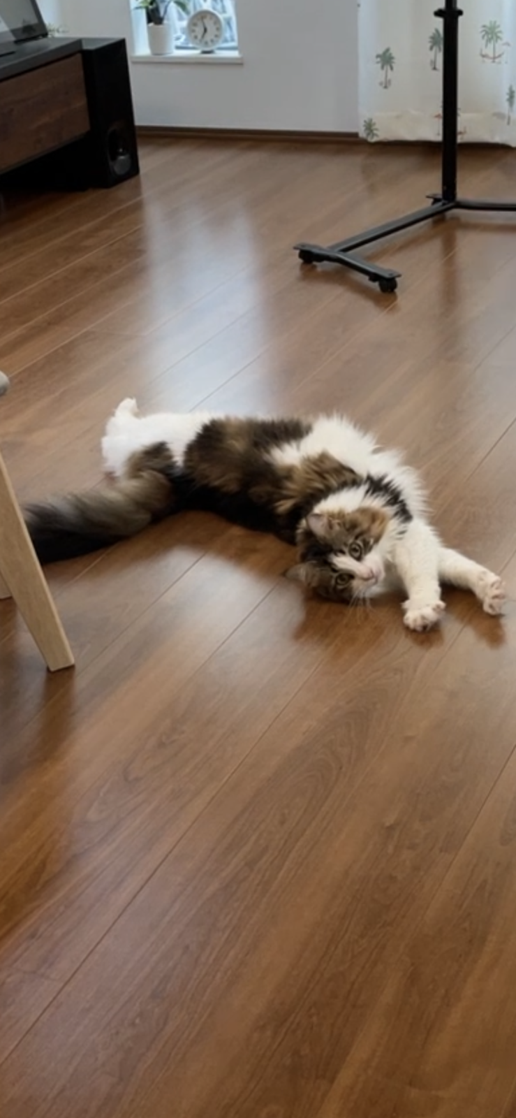 🐱ツンデレちゃん🐱