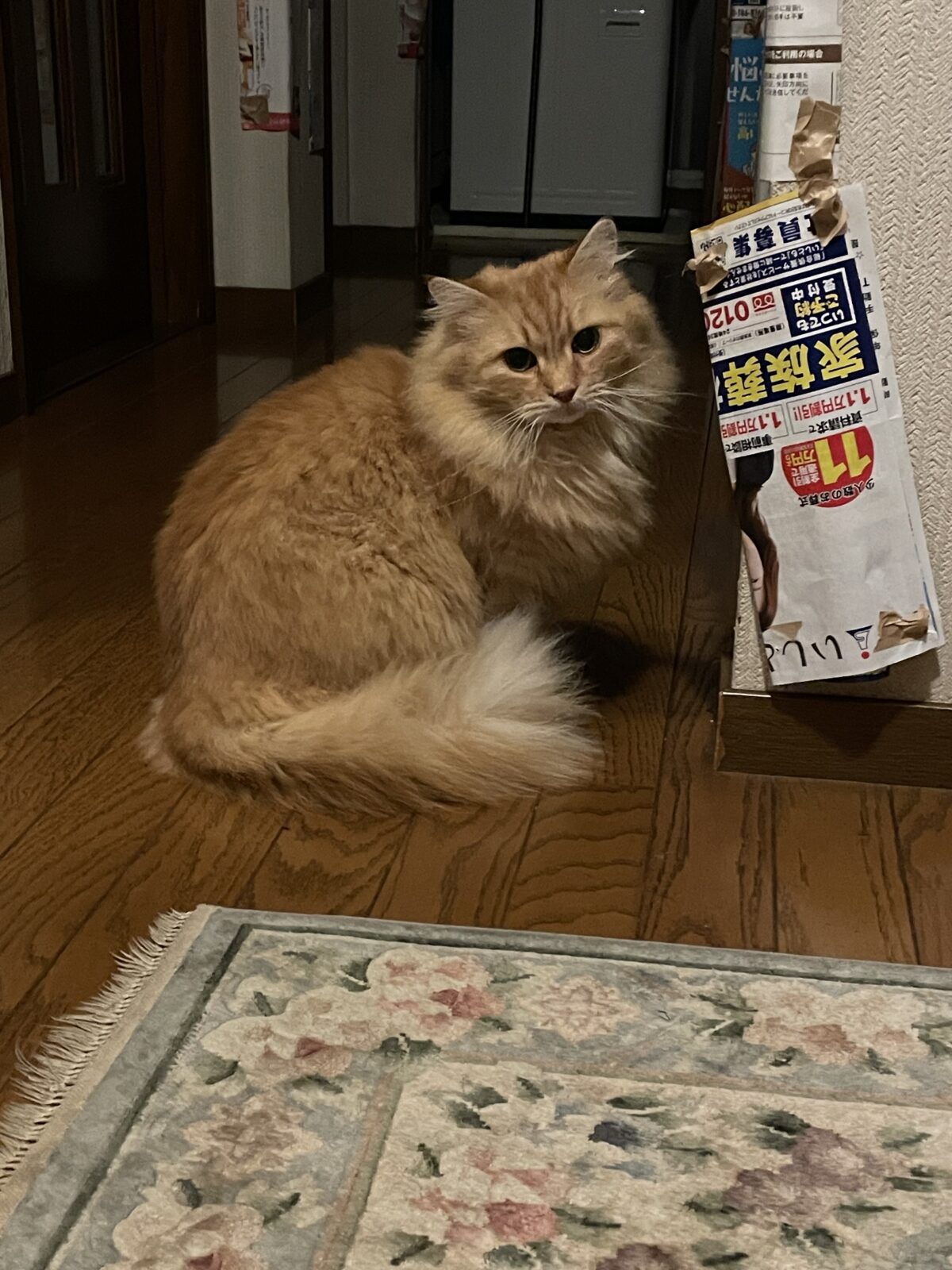 【習志野市】みかんくん、ゆずくんのお世話報告