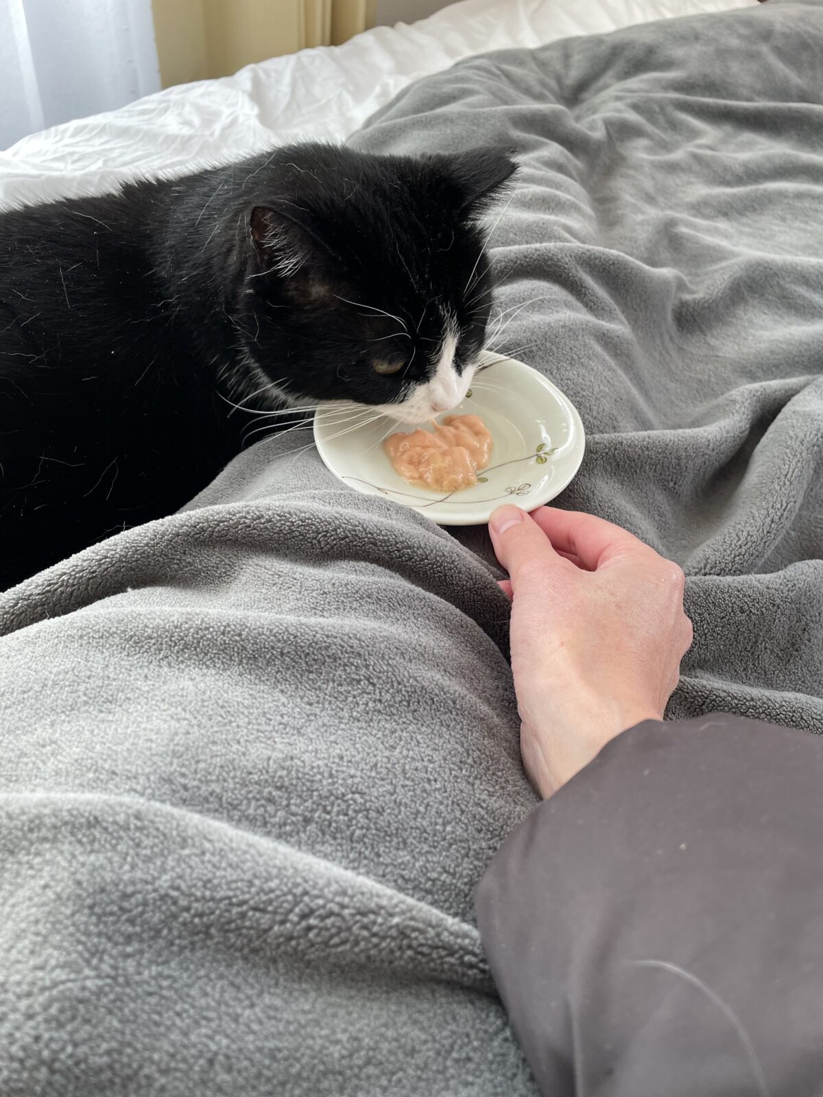 【千葉市・猫】碧くん、絃ちゃんのお世話報告