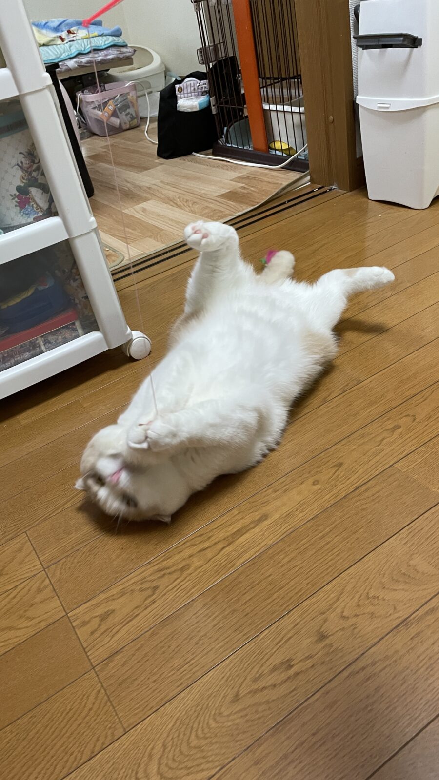 🐱お久しぶり💞🐱