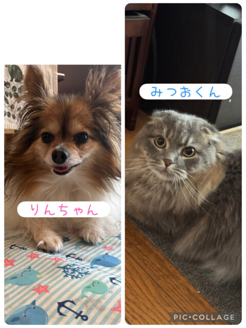 船橋市　りんちゃんとみつおくんのお世話