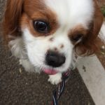 お花見🌸デート